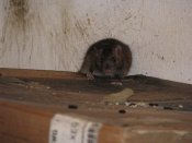 Potkani rejdící ve sklepích bytových domů